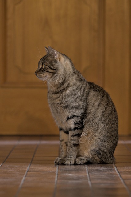 pet-sitting-640x480-53642768.jpeg