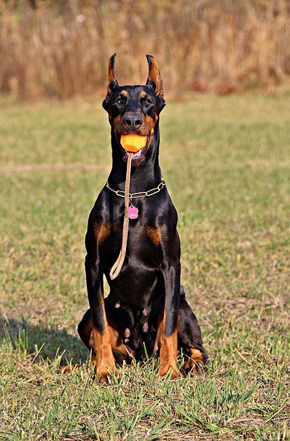 pet-sitting-640x480-58181903.jpeg