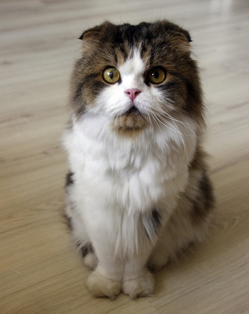 pet-sitting-640x480-58442532.jpeg