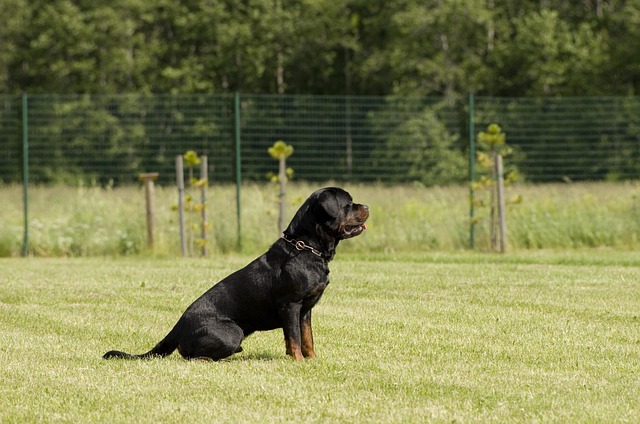 pet-sitting-640x480-5890120.jpeg