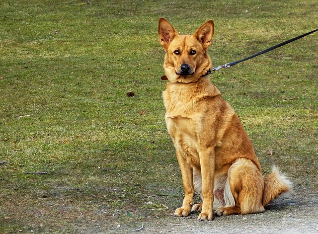pet-sitting-640x480-63071090.jpeg