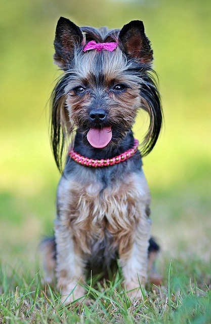 pet-sitting-640x480-63386849.jpeg