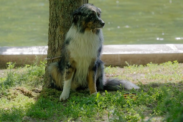 pet-sitting-640x480-65315199.jpeg