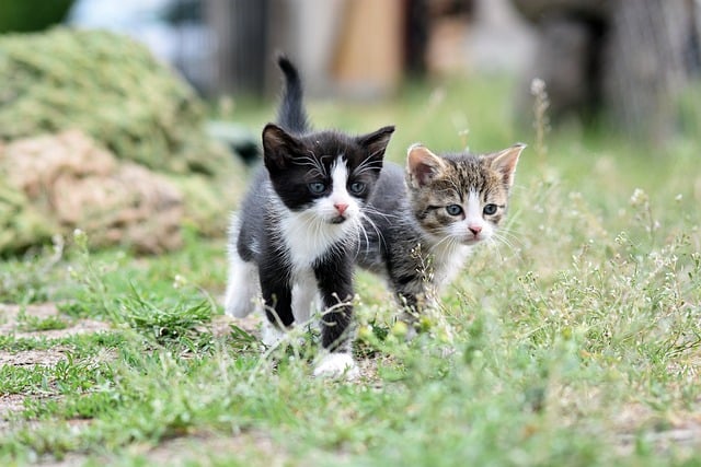 pet-sitting-640x480-66263757.jpeg