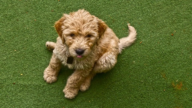 pet-sitting-640x480-68381080.jpeg