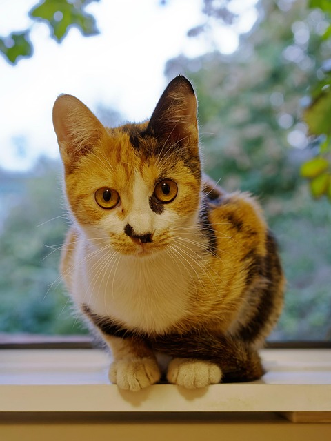 pet-sitting-640x480-70653570.jpeg
