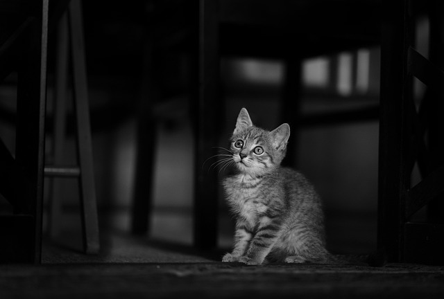 Pet Sitting