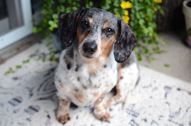pet-sitting-640x480-73721493.jpeg