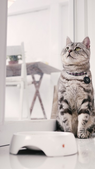 Pet Sitting