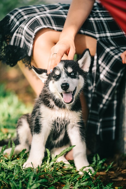 Pet Sitting
