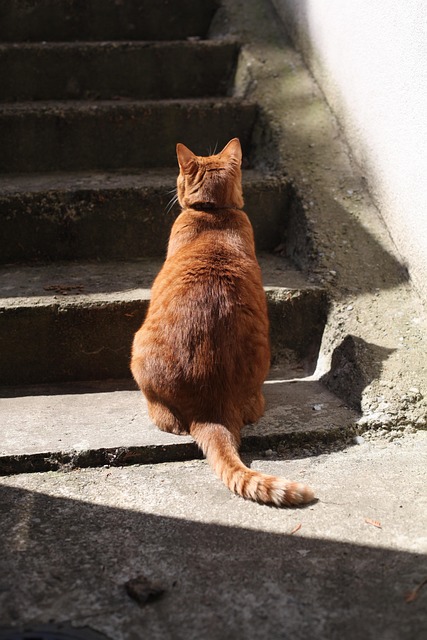 pet-sitting-640x480-78605571.jpeg