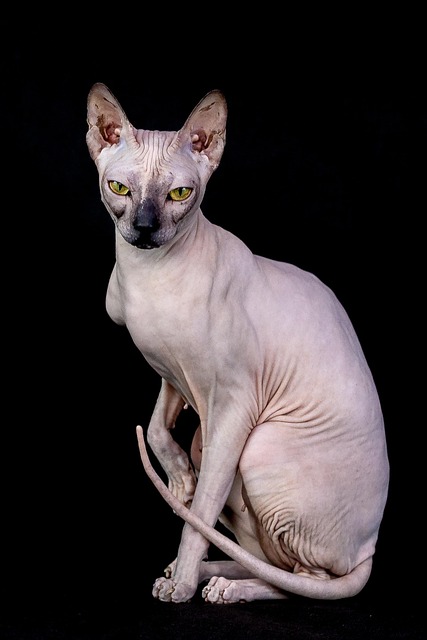 pet-sitting-640x480-82166189.jpeg