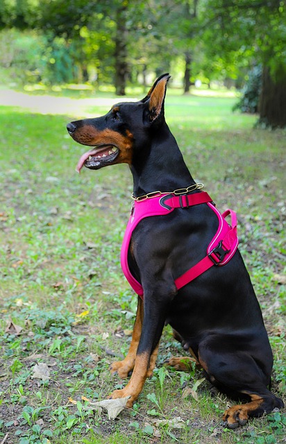 pet-sitting-640x480-84471995.jpeg