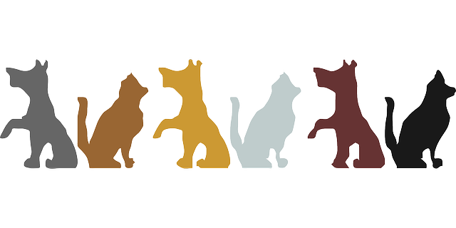 pet-sitting-640x480-85100570.png