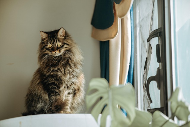 Pet Sitting