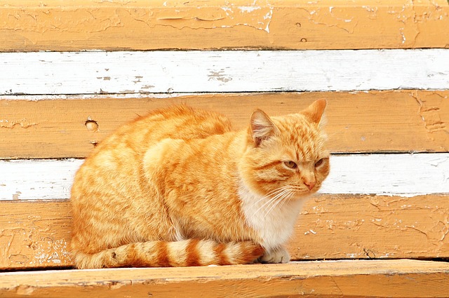 pet-sitting-640x480-86369446.jpeg