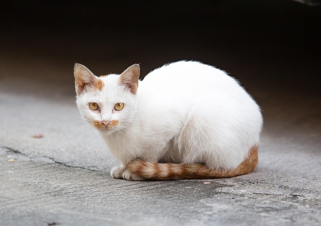 pet-sitting-640x480-89582243.jpeg
