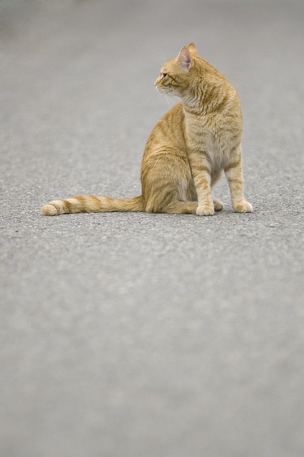 pet-sitting-640x480-89891622.jpeg