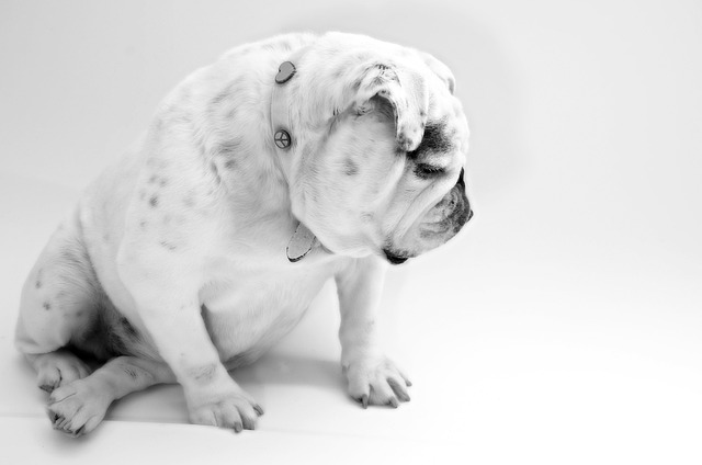 pet-sitting-640x480-94347646.jpeg