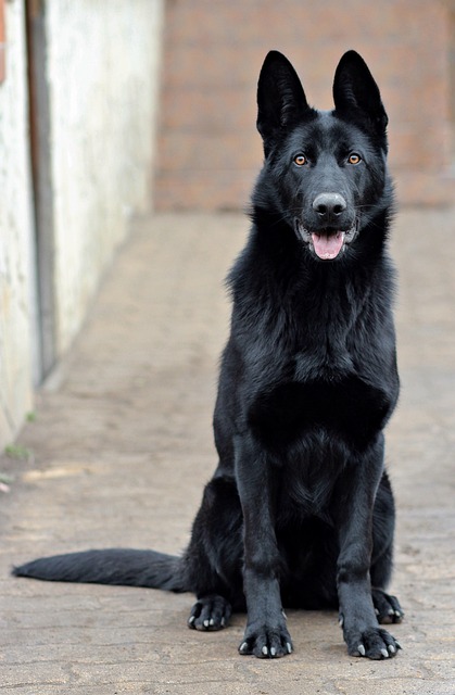 pet-sitting-640x480-96721556.jpeg