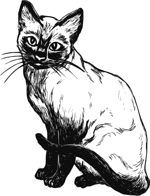 pet-sitting-640x480-97865326.png