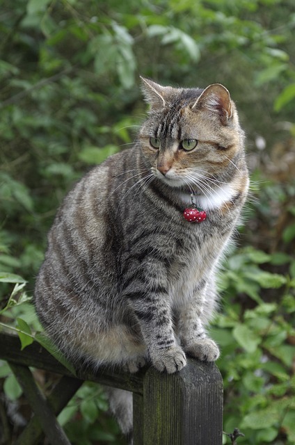 pet-sitting-640x480-98665723.jpeg