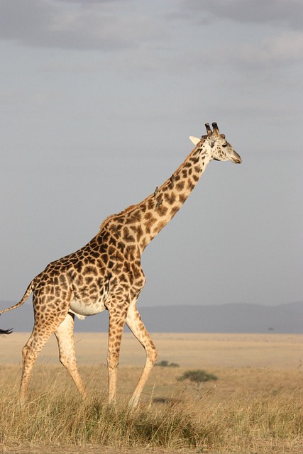 Stiff Neck