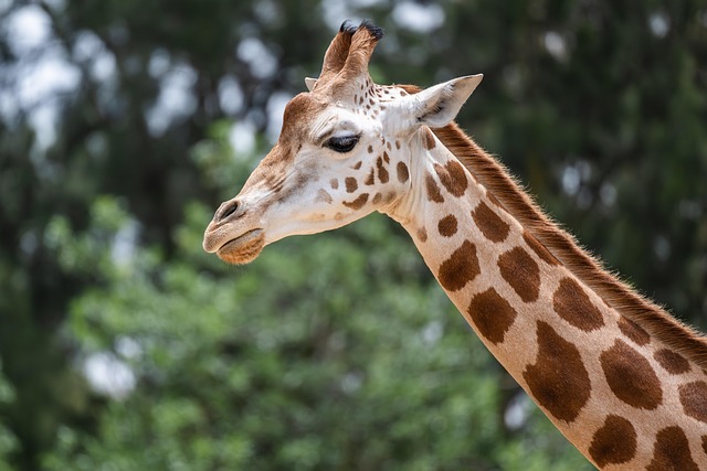 Stiff Neck