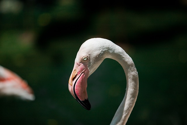 Stiff Neck