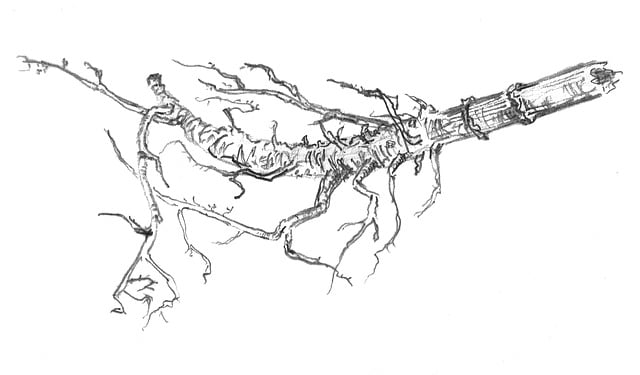 Restoring Nerve Function After Accidents: Chiropractic & Beyond