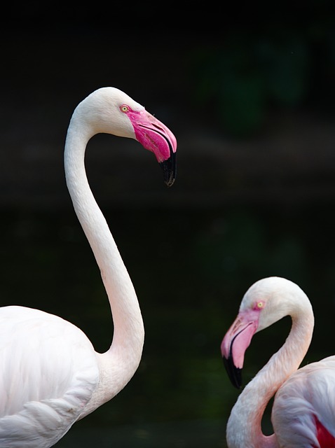 stiff-neck-640x480-21163038.jpeg