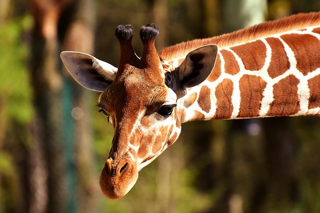 stiff-neck-640x480-27408939.jpeg