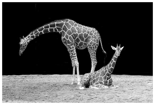 stiff-neck-640x480-4366393.jpeg