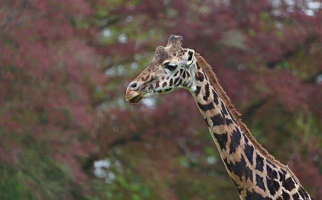 stiff-neck-640x480-50126403.jpeg