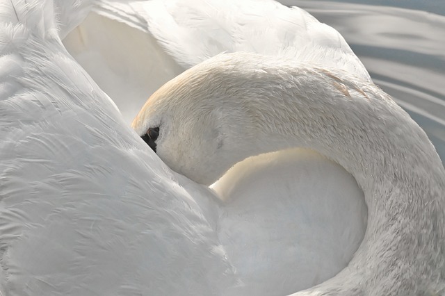 Stiff Neck