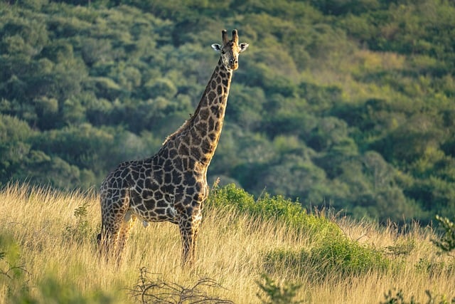 Stiff Neck
