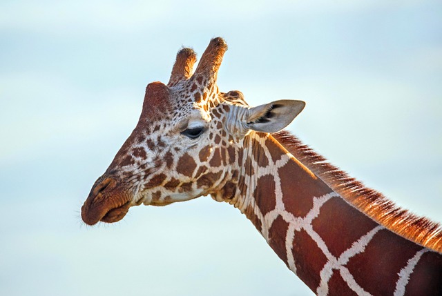 Stiff Neck
