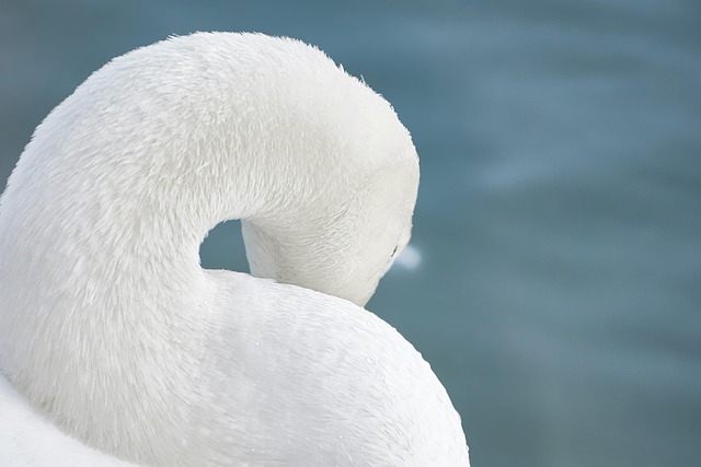Stiff Neck