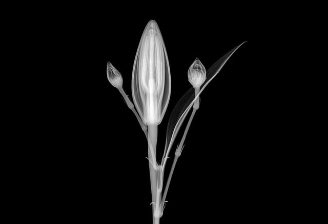 digital-motion-x-rays-640x480-6719801.jpeg