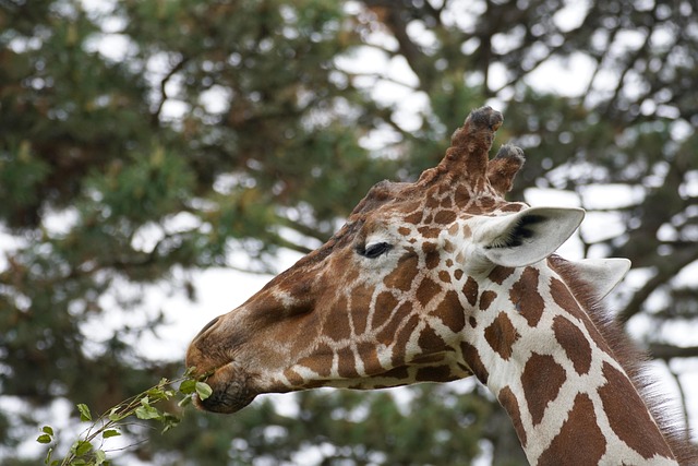 Stiff Neck