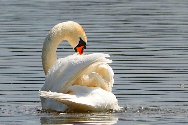 Stiff Neck