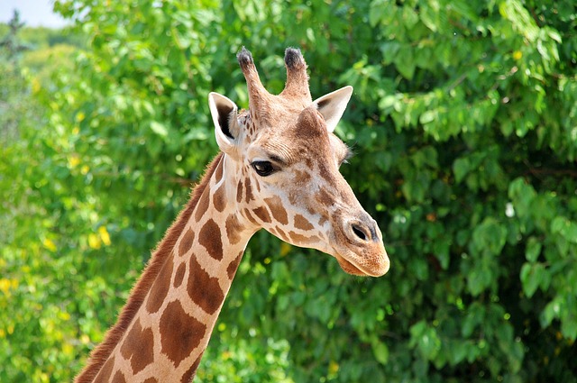 stiff-neck-640x480-78608600.jpeg