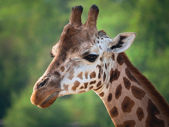 Stiff Neck
