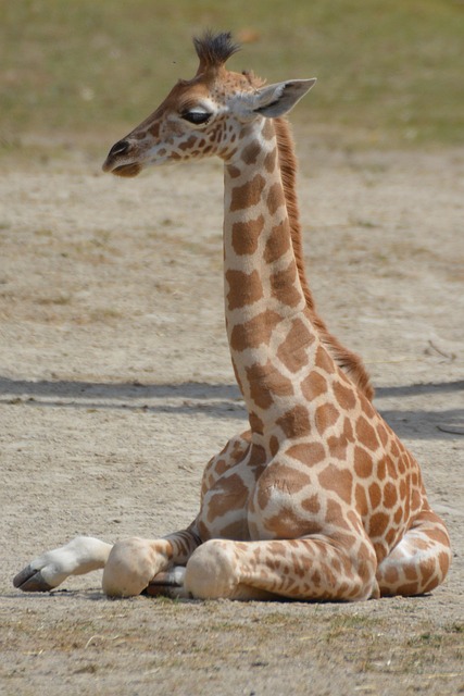Stiff Neck