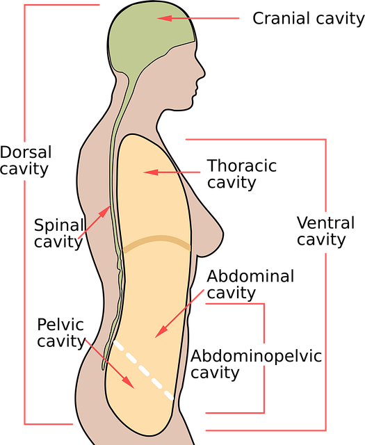 Spinal Ligament Injury Chiropractor