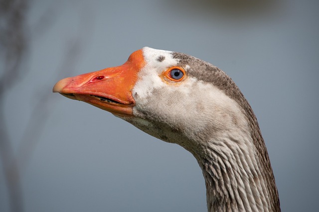 Stiff Neck