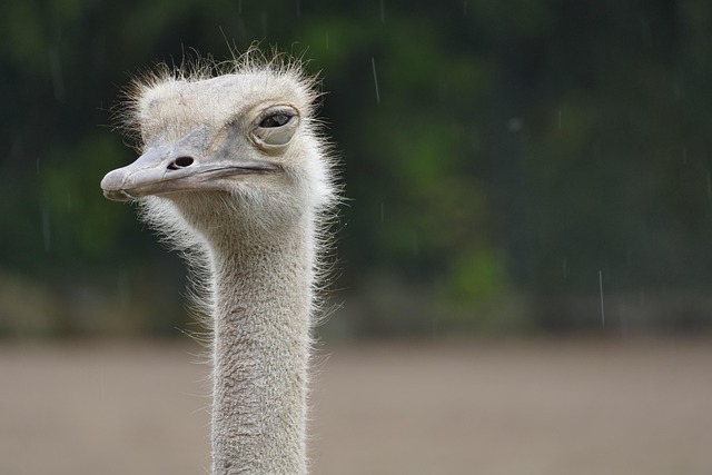 Stiff Neck