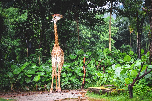 stiff-neck-640x480-77668214.jpeg