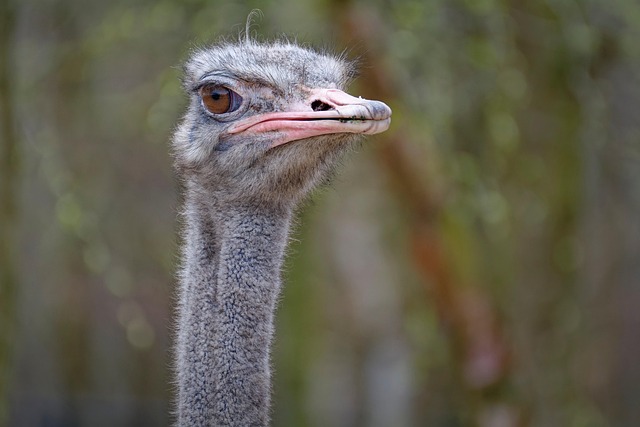 Stiff Neck