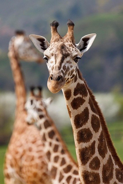 Stiff Neck